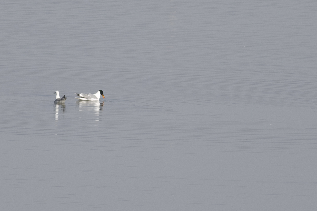 Pallas's Gull
